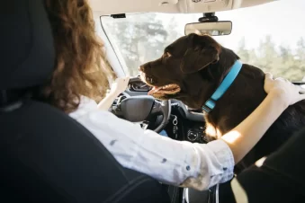 Mulher dirigindo com um cachorro da raça labrador ao lado levando apos o direito de visitas a animais de estimação